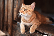 Relocating a Cat to Canada