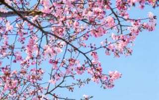Spring Activities in Montreal