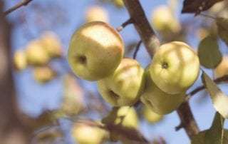 Autumn Apples