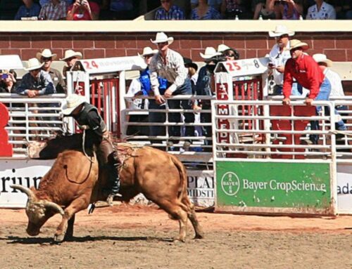 Le Stampede de Calgary