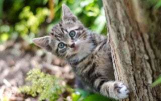 cat to Canada