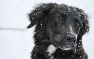 dog to Canada