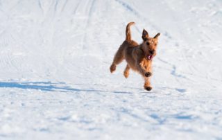 Bringing pets to Canada can be a walk in the park